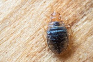 Bedbug Fumigation Services in Nairobi Kenya, Bedbug Fumigation in Nairobi Kenya, bed bug control, bedbug control, bed bug treatment, bed bug fumigation, bed bug extermination, bed bug exterminator, bed bug control services, bed bug fumigation services, bed bug control company, bed bug control Nairobi, bed bug fumigation Nairobi, bed bug treatment Nairobi, bed bug exterminator Nairobi, bed bug control near me, bed bug fumigation near me, bed bug fumigation price Nairobi, bed bug treatment cost Nairobi, bed bug control services near me, bedbug control services, bedbug control near me, best bedbug control, bed bug fumigation nairobi, bed bug fumigation kenya, bed bug fumigation company, bed bugs fumigation, bed bugs fumigation company, bed bugs fumigation near me, bed bugs control, bed bug removal, bed bug fumigator in Nairobi, bed bug fumigator, bed bug fumigator near me