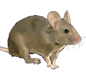 rodent control, rodents control, rat control, rat control company, rodent control services in kenya, rodent control service near me, rat control near me, rat control nairobi