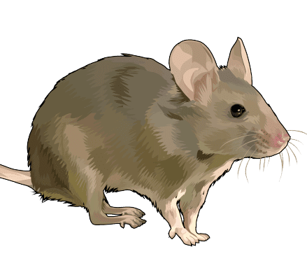 rodent control, rodents control, rat control, rat control company, rodent control services in kenya, rodent control service near me, rat control near me, rat control nairobi