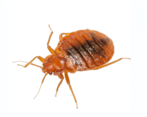 bed bug fumigator in Nairobi, bed bug fumigator, bed bug fumigator near me, bed bug fumigation, bed bug fumigation services, bed bug fumigation near me, bed bug fumigation company