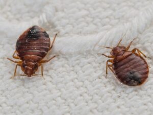bed bugs control services in Nairobi, bed bug control services in Nairobi, bed bug control services in kenya