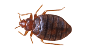 bedbug fumigation costs in Nairobi, bedbug fumigation costs in Nairobi Kenya, bed bug fumigation costs in Nairobi Kenya, bed bug treatment costs in Nairobi