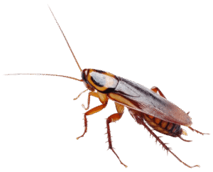 cockroach control services in Kenya, roach exterminator, cockroach control, cockroach control, cockroach control services, cockroach control nairobi, cockroach control kenya, cockroach treatment nairobi, cockroach treatment kenya, cockroach fumigation nairobi, cockroach fumigation kenya, cockroach exterminator nairobi, cockroach extermination kenya, cockroach removal nairobi, cockroach pest control, cockroach control near me, cockroach fumigation near me, cockroach control prices, cockroach fumigation prices, cockroach treatment cost, professional cockroach control, cockroach treatment, cockroach fumigation, cockroach extermination, cockroach exterminator, cockroach control services, cockroach fumigation services, cockroach control company, cockroach control nairobi,