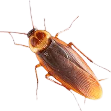 cockroach extermination services, cockroach extermination company, cockroach extermination services company, cockroach control services