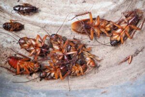 cockroach fumigation price nairobi, cockroach treatment cost nairobi, cockroach control services near me, cockroach control services, cockroach control near me, best cockroach control, cockroach fumigation nairobi, cockroach fumigation kenya, cockroach fumigation company, cockroach fumigation, cockroach fumigation company, cockroach fumigation near me, cockroach control, cockroach removal, cockroach fumigator in nairobi, cockroach fumigator, cockroach fumigator near me, cockroach pest control nairobi, cockroach control services kenya, cockroach fumigation services nairobi, cockroach fumigation services kenya, cockroach treatment nairobi, cockroach control nairobi, cockroach control kenya, cockroach control, cockroach treatment, cockroach fumigation, cockroach extermination, cockroach removal, cockroach infestation