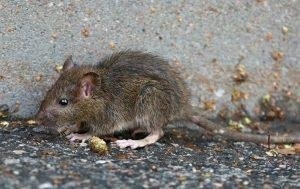 rat treatment cost, professional rat control, rat control nairobi, rat control kenya, rodent control nairobi, rodent control kenya, rat treatment nairobi, rat treatment kenya, rodent treatment nairobi, rodent treatment kenya, rat exterminator nairobi, rat extermination kenya, rat removal nairobi, rodent removal nairobi, rat pest control, rodent pest control, rat control near me, rodent control near me, rat exterminator near me, rat control prices, rodent control prices, rat treatment cost, rat removal cost, professional rat control,