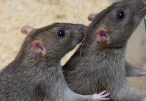 rat control, mice control, rat control nairobi, rat control kenya, rodent control nairobi, rodent control kenya, rat treatment nairobi, rat treatment kenya, rodent treatment nairobi, rodent treatment kenya, rat exterminator nairobi, rat extermination kenya, rat removal nairobi, rodent removal nairobi, rat pest control, rodent pest control, rat control near me, rodent control near me, rat exterminator near me, rat control prices, rodent control prices, rat treatment cost, rat removal cost, professional rat control