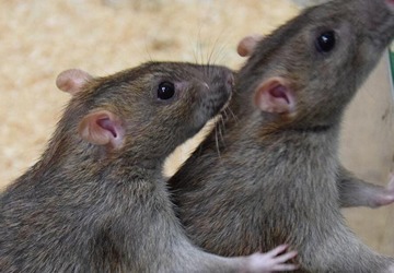 rat control, mice control, rat control nairobi, rat control kenya, rodent control nairobi, rodent control kenya, rat treatment nairobi, rat treatment kenya, rodent treatment nairobi, rodent treatment kenya, rat exterminator nairobi, rat extermination kenya, rat removal nairobi, rodent removal nairobi, rat pest control, rodent pest control, rat control near me, rodent control near me, rat exterminator near me, rat control prices, rodent control prices, rat treatment cost, rat removal cost, professional rat control