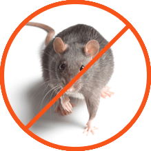 rat control, rat control services, rat control nairobi, rat control kenya, rat treatment nairobi, rat treatment kenya, rat fumigation nairobi, rat fumigation kenya, rat exterminator nairobi, rat extermination kenya, rat removal nairobi, rat pest control, rat control near me, rat fumigation near me, rat control prices, rat fumigation prices, rat treatment cost, professional rat control, rat treatment, rat fumigation, rat extermination, rat exterminator, rat control services, rat fumigation services, rat control company, rat control nairobi, rat fumigation nairobi, rat treatment nairobi, rat exterminator nairobi, rat control near me, rat fumigation near me, rat fumigation price nairobi, rat treatment cost nairobi, rat control services near me, rat control services, rat control near me, best rat control, rat fumigation nairobi, rat fumigation kenya, rat fumigation company, rat fumigation, rat fumigation company, rat fumigation near me, rat control, rat removal, rat fumigator in nairobi, rat fumigator, rat fumigator near me, rat pest control nairobi, rat control services kenya, rat fumigation services nairobi, rat fumigation services kenya, rat treatment nairobi, rat control nairobi, rat control kenya, rat control, rat treatment, rat fumigation, rat extermination, rat removal, rat infestation, rat control nairobi, rat control kenya, rat treatment nairobi, rat treatment kenya, rat fumigation nairobi, rat fumigation kenya, rat exterminator nairobi, rat extermination kenya, rat removal nairobi, rat pest control, rat control near me, rat fumigation near me, rat control prices, rat fumigation prices