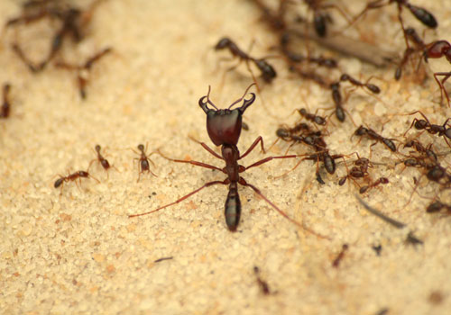 ant control, ant control nairobi, ant control near me, ant removal services, ant removal, ant removal nairobi, ant treatment, ant extermination, ant exterminator, ant removal, ant fumigation, ant pest control, ant prevention, ant inspection, ant infestation treatment, ant control services, ant treatment services, ant fumigation services, professional ant control, professional ant treatment, ant extermination services, ant inspection services, ant control nairobi, ant treatment nairobi, ant fumigation nairobi, ant exterminator nairobi, ant inspection nairobi, ant infestation nairobi, ant pest control nairobi, ant control services nairobi, ant treatment services nairobi, ant control company nairobi, ant fumigation company nairobi, ant control for homes, residential ant control, commercial ant control, ant control for buildings, ant control for apartments, ant control for offices, ant control for hotels, ant treatment cost nairobi, ant control price nairobi, ant fumigation price nairobi, ant inspection cost nairobi, ant control charges nairobi, ant control nairobi, ant treatment nairobi, ant inspection nairobi, ant exterminator nairobi, ant control services nairobi, professional ant control, residential ant control, commercial ant control, ant fumigation nairobi, ant control price nairobi, ant treatment cost nairobi, ant control, ant control services, ant fumigation, ant control kenya, ant control nairobi, ant control kenya, ant treatment nairobi, ant treatment kenya, ant treatment nairobi, ant treatment kenya, ant exterminator nairobi, ant extermination kenya, ant removal nairobi, ant removal nairobi, ant pest control