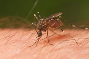 mosquito control, mosquito control services, mosquito fumigation, mosquito control kenya, mosquito control nairobi, mosquito treatment nairobi, mosquito treatment kenya, mosquito exterminator nairobi, mosquito extermination kenya, mosquito removal nairobi, mosquito pest control, mosquito control near me, mosquito exterminator near me, mosquito control prices, mosquito treatment cost, mosquito removal cost, professional mosquito control, mosquito spraying nairobi, mosquito spraying kenya, mosquito pest control nairobi, mosquito pest control kenya, mosquito treatment services, mosquito treatment near me, mosquito spraying near me, mosquito fumigation nairobi, mosquito fumigation kenya, mosquito spraying cost, how to get rid of mosquitoes, mosquito prevention, mosquito spraying services, residential mosquito control, commercial mosquito control, hotel mosquito control, restaurant mosquito control, outdoor mosquito control, mosquito extermination services