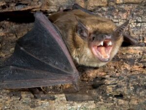 bat control services near me, bat control services in Kenya, bat removal Nairobi, bat control Kenya, bat control Nairobi, bat exterminator Kenya, bat exterminator Nairobi, bat removal Kenya, bat control services, bat removal services, bat proofing Nairobi, bat proofing Kenya, bat exclusion services, bats in roof, bats in house, bat infestation Nairobi, bat infestation Kenya, bat control near me, bat removal near me, bat control company Kenya, professional bat control, bat control prices, bat removal cost Kenya, bat removal cost Nairobi, bat treatment, bat prevention, bat pest control Nairobi