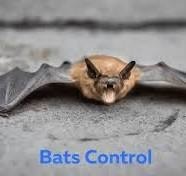 bat control, bat treatment, bat extermination, bat exterminator, bat removal, bat fumigation, bat pest control, bat prevention, bat inspection, bat infestation treatment, bat control services, bat treatment services, bat fumigation services, professional bat control, professional bat treatment, bat extermination services, bat inspection services, bat control nairobi, bat treatment nairobi, bat fumigation nairobi, bat exterminator nairobi, bat inspection nairobi, bat infestation nairobi, bat pest control nairobi, bat control services nairobi, bat treatment services nairobi, bat control company nairobi, bat fumigation company nairobi, bat control for homes, residential bat control, commercial bat control, bat control for buildings, bat control for apartments, bat control for offices, bat control for hotels