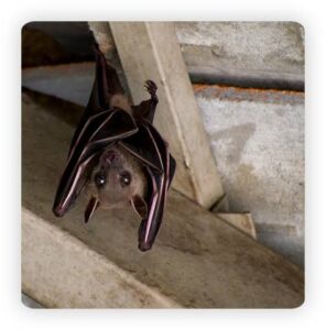 bat fumigation company, bat treatment cost nairobi, bat control price nairobi, bat fumigation price nairobi, bat inspection cost nairobi, bat control charges nairobi, bat control nairobi, bat treatment nairobi, bat inspection nairobi, bat exterminator nairobi, bat control services nairobi, professional bat control, residential bat control, commercial bat control, bat fumigation nairobi, bat control price nairobi, bat treatment cost nairobi, bat control, bat control services, bat fumigation, bat control kenya, bat control nairobi, bat control kenya, bat treatment nairobi, bat treatment kenya, bat treatment nairobi, bat treatment kenya, bat exterminator nairobi, bat extermination kenya, bat removal nairobi, bat removal nairobi, bat pest control, bat pest control, bat control near me, bat control near me, bat exterminator near me, bat control prices, bat control prices, bat treatment cost, bat removal cost, professional bat control, bat control nairobi, bat control kenya, bat treatment nairobi, bat treatment kenya, bat spraying nairobi, bat spraying kenya, bat pest control nairobi, bat pest control kenya