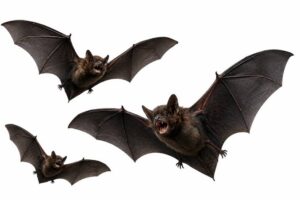 bats control service, bat exterminator nairobi, bat extermination kenya, bat control services, bat treatment services, professional bat control, bat control near me, bat treatment near me, bat spraying near me, bat fumigation nairobi, bat fumigation kenya, bat control prices, bat treatment cost, bat spraying cost, how to get rid of bats, bat prevention, bat spraying services, residential bat control, commercial bat control, hotel bat control, restaurant bat control, outdoor bat control, bat control near me, bat control nairobi, bat control kenya, bat treatment near me, bat spraying nairobi, bat exterminator nairobi, bat fumigation nairobi, professional bat control, bat pest control, bat treatment services, bat spraying services, bat extermination services, bat control nairobi, bat control kenya, bat treatment nairobi, bat treatment kenya, bat spraying nairobi, bat spraying kenya, bat pest control nairobi, bat pest control kenya, bat exterminator nairobi, bat extermination kenya, bat control services, bat treatment services, professional bat control, bat control near me, bat treatment near me, bat spraying near me, bat fumigation nairobi, bat fumigation kenya, bat control prices, bat treatment cost, bat spraying cost, how to get rid of bats, bat prevention, bat spraying services, residential bat control