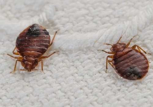 bed bug control Nairobi, bedbug control Nairobi