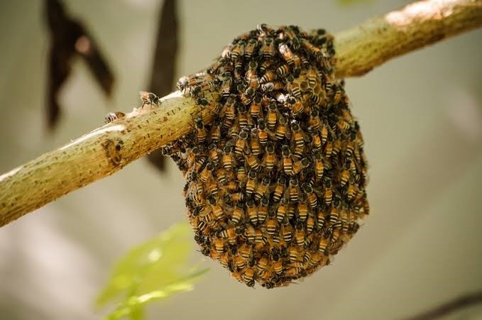 bee removal service