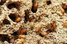 termite control prices, termite treatment cost, termite spraying cost, how to get rid of termites, termite prevention, termite spraying services, residential termite control, commercial termite control, hotel termite control, restaurant termite control, outdoor termite control, termite control near me, termite control nairobi, termite control kenya, termite treatment near me, termite spraying nairobi, termite exterminator nairobi, termite fumigation nairobi, professional termite control, termite pest control, termite treatment services, termite spraying services, termite extermination services, termite control company, termite treatment company, termite control company near me, termite fumigation company, termite fumigation company near me, termite treatment company near me