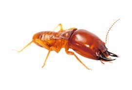 termite control nairobi, termite control kenya, termite treatment near me, termite spraying nairobi, termite exterminator nairobi, termite fumigation nairobi, professional termite control, termite pest control, termite treatment services, termite spraying services, termite extermination services, termite control nairobi, termite control kenya, termite treatment nairobi, termite treatment kenya, termite spraying nairobi, termite spraying kenya, termite pest control nairobi, termite pest control kenya, termite exterminator nairobi, termite extermination kenya, termite control services, termite treatment services, professional termite control, termite control near me, termite treatment near me, termite spraying near me, termite fumigation nairobi, termite fumigation kenya