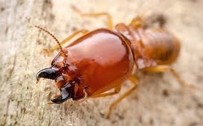 termite pest control, termite control near me, termite control near me, termite exterminator near me, termite control prices, termite control prices, termite treatment cost, termite removal cost, professional termite control, termite control nairobi, termite control kenya, termite treatment nairobi, termite treatment kenya, termite spraying nairobi, termite spraying kenya, termite pest control nairobi, termite pest control kenya, termite exterminator nairobi, termite extermination kenya, termite control services, termite treatment services, professional termite control, termite control near me, termite treatment near me, termite spraying near me, termite fumigation nairobi, termite fumigation kenya, termite control prices, termite treatment cost, termite spraying cost, how to get rid of termites, termite prevention, termite spraying services, residential termite control, commercial termite control, hotel termite control, restaurant termite control, outdoor termite control, termite control near me